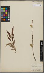 Foto von Salix acutifolia Willd.